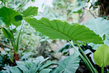 A closeup view on plants with big leaves among their's smaller bretheren.
