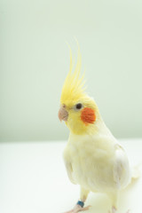 オカメインコ　ルチノー種