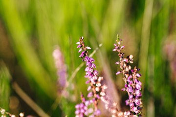 Blühende Heide