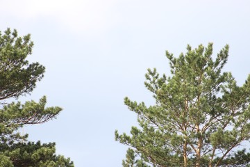 pine branches against blue sky