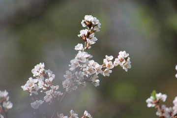 bee on a flower