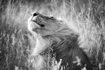 Lion shaking his head