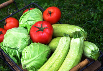 Fresh harvest of zucchini, cabbage and tomatoes on a tray in the garden. Freshly harvested at home