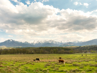 Cows in the meadow