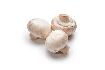 White mushrooms lie on a white background