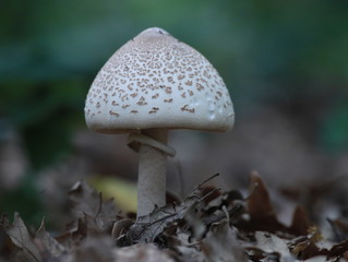 Fungo selvatico nel suo ambiente naturale, Italia