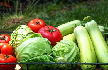Fresh harvest of zucchini, cabbage and tomatoes on a tray in the garden. Freshly harvested at home