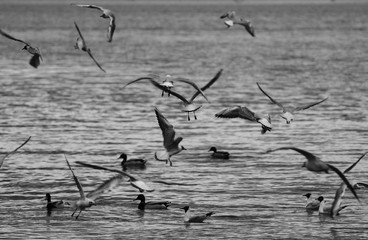 Czarno biały widok jeziora Lago Di Garda z ptakami latającymi nad nim