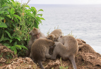 Group of Macaques grooming at Uluwatu temple