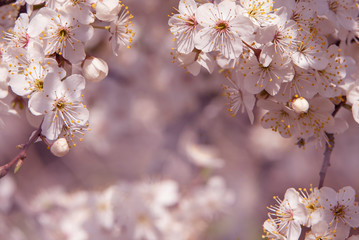 Pink cherry blossom, beautiful flowers in spring season