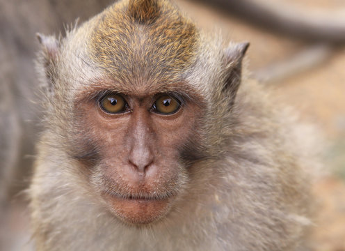 Macaque portrait at Uluwatu temple in Bali