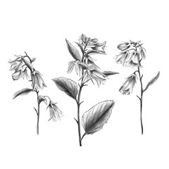 Hand drawn bluebell flowers pencil sketch. Wild flowers. Premium botanical illustration for cards, invitation, elegant wedding design. Izolated clipart