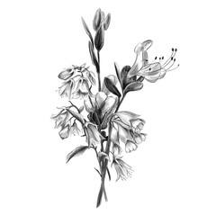 Bluebell, primrose and rhododendron wild flowers seasonal spring bouquet hand drawn pencil illustration. For banners, card, invitation and other decorative botanical designs