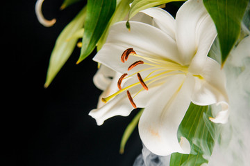 Obraz premium Lily branch close-up in the rays of light on a black background. delicate, white flower. contours of a flower in atmospheric dark photography. flowers for the holiday, advertising, gift, macro photo.