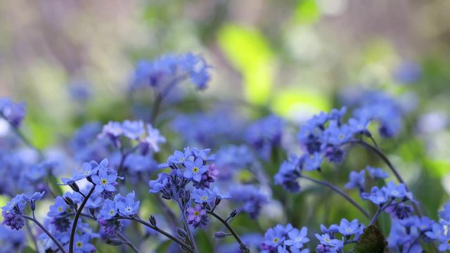 Small flowers with blue petals in forest tree shadow. 