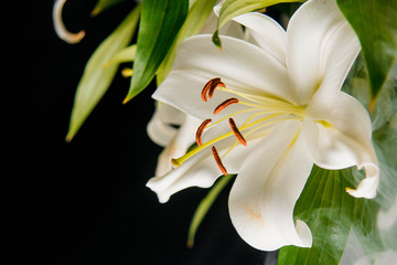 Obraz premium Lily branch close-up in the rays of light on a black background. delicate, white flower. contours of a flower in atmospheric dark photography. flowers for the holiday, advertising, gift, macro photo.