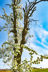Spring landscape, farmland, Germany - An old cherry tree, with white flowers, on a sunny spring day.
