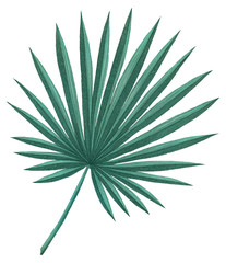 Isolated tropical palm leaf digital illustration. Palm leaf element.