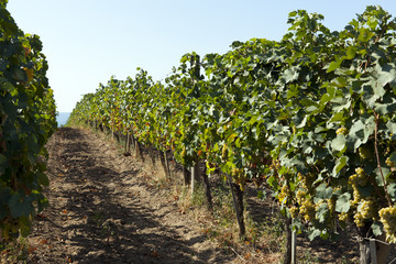 Fototapeta na wymiar Rows of white grapes Smoke before harvest.
