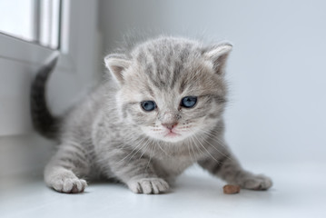 a small grey kitten with blue eyes on the windowsill