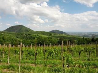 Fototapeta na wymiar scorcio di filari di vigne presso colli euganei padova veneto italia