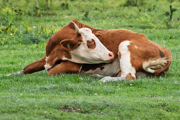 Naklejka na ściany i meble A cow is lying on the grass surrounded by a swarm of flies