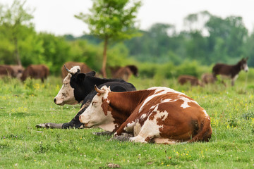 Naklejka na ściany i meble Cows lying in the green grass 