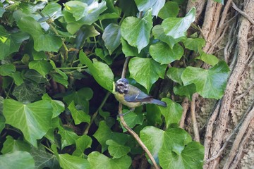 Small blue tit in garden returning food to the nest