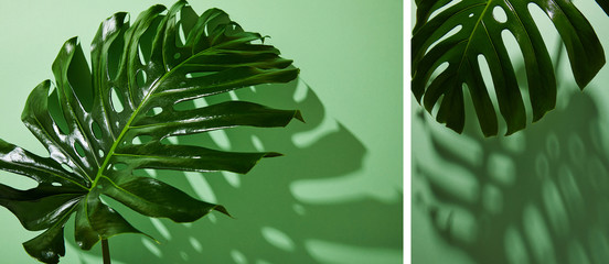 collage of fresh tropical green leaves on green background with shadow
