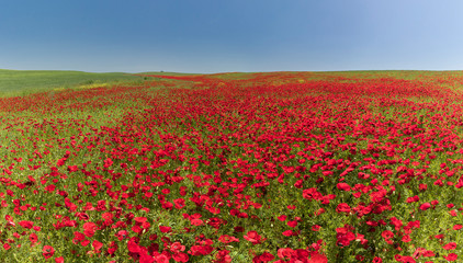 Blooming poppy fields in the spring in the mountains