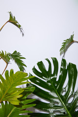 Fototapeta na wymiar top view of tropical green leaves on red background