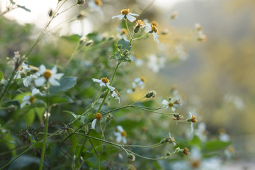 Beautiful little white bidens pilosa flowers blooming in spring