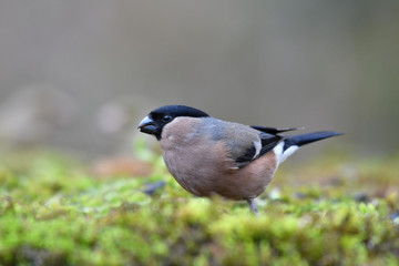 The Eurasian bullfinch eating seeds