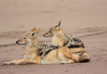 Two black backed jackals having rest after lunch on ocean coast. Namibia