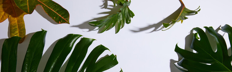 panoramic shot of fresh tropical green leaves on white background with shadow
