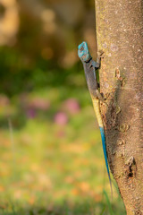 Uganda blue-headed tree agama ( Acanthocercus ugandaensis).