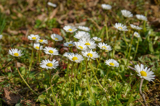 Patch of daises growing in grass 