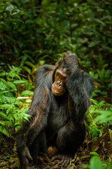 Common Chimpanzee ( Pan troglodytes schweinfurtii) portrait, Kibale Forest National Park, Rwenzori Mountains, Uganda.