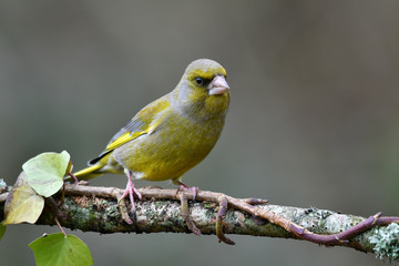 The European greenfinch portrait