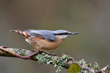 Eurasian nuthatch perched on the tree