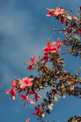 pink flowers and blue sky