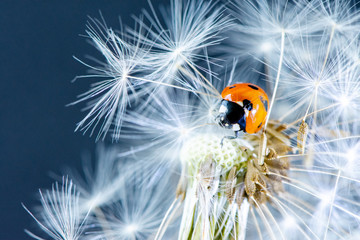 Macro photo of a red beautiful ladybug sitting on a white fluffy dandelion against a dark background © Oksana Bessonova
