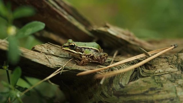 Edible frog in the natural habitat in HD VIDEO. Beautiful young green common water frog - Pelophylax esculentus - sitting on the broken tree trunk on the grass in the forest. Close-up.