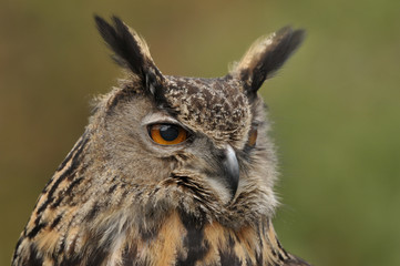 Long-eared owl Asio otus portrait