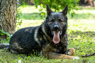 German Shepherd is a German dog breed, one of the most widely used in the world and also the most widely used service breed