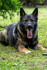 German Shepherd is a German dog breed, one of the most widely used in the world and also the most widely used service breed