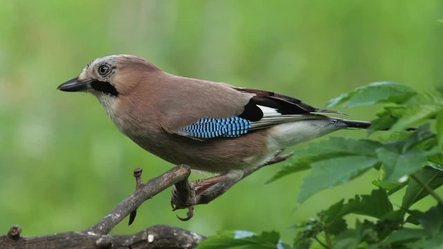 Eichelh&auml;her Portrait