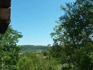 Obraz premium green forest in summer season at day