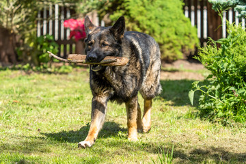 German Shepherd is a German dog breed, one of the most widely used in the world and also the most widely used service breed