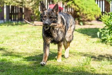 German Shepherd is a German dog breed, one of the most widely used in the world and also the most widely used service breed